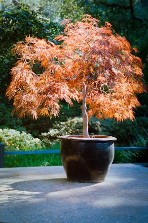 A small tree with orange leaves grows in a large black pot placed on a concrete surface outdoors, surrounded by greenery in the background.